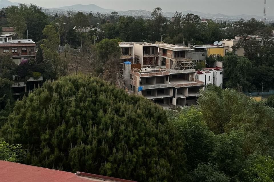 La propuesta plantea sanciones más estrictas por daño al arbolado durante trabajos de construcción. 