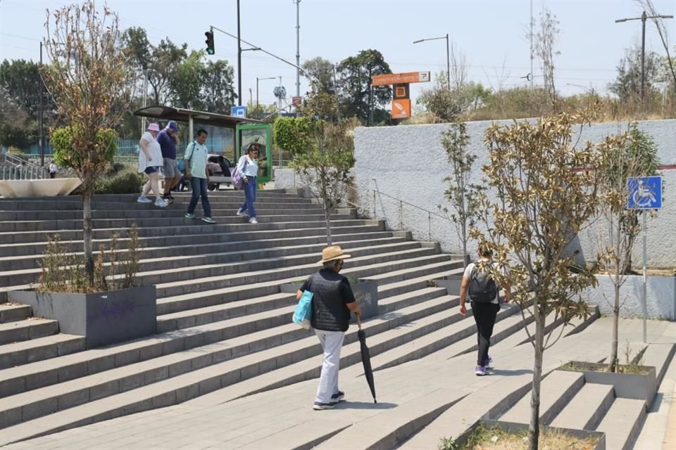 RESTITUIDOS Y SECOS. A pesar de haber sido sembrados apenas en 2023, los árboles de la explanada lucen secos.