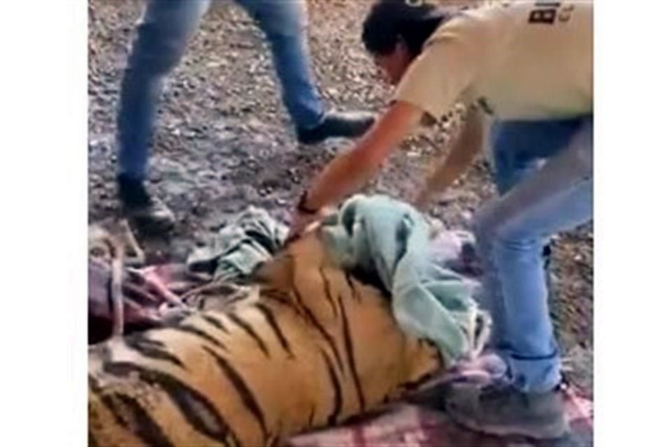 Los tigres rescatados presentaban una actitud sumamente violenta, comparado con otros animales similares rescatados, mencionaron activistas.
