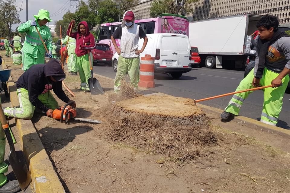 Una cuadrilla reduce el tocón hasta dejarlo a ras del suelo, sobre Avenida Politécnico.