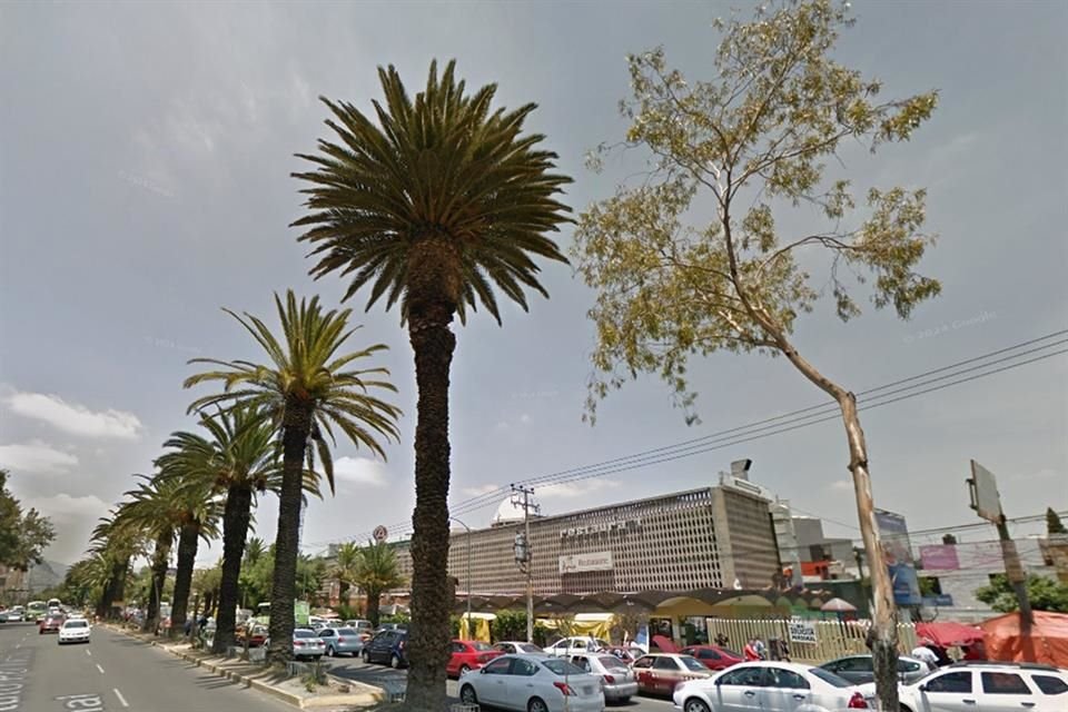 Así lucían las palmeras en 2014.