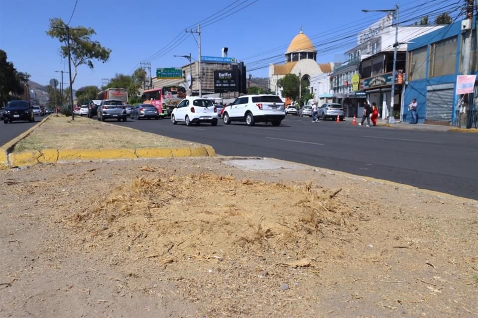 Las palmas fueron parte del paisaje durante 70 años. Como otras en la CDMX, sucumbieron ante el calor y las plagas.