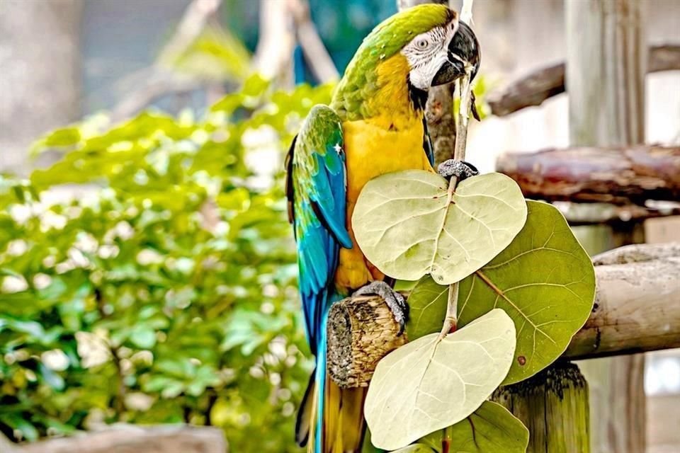 El compromiso de Gatorland con la conservación es innegable.