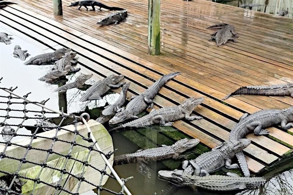 Conecta con la naturaleza en un refugio en Orlando dedicado a una de las especies más fascinantes del planeta; los cocodrilos.
