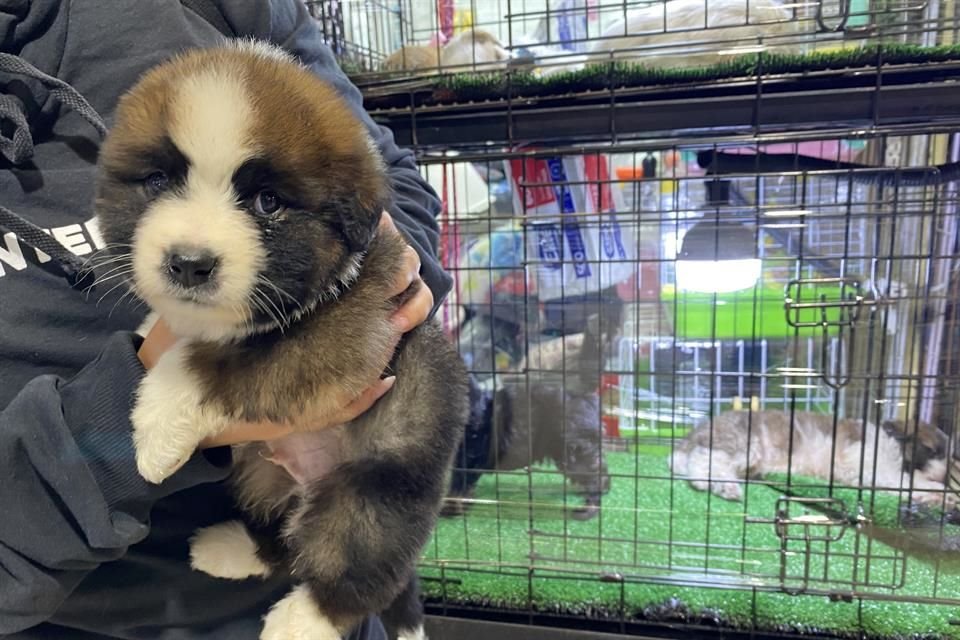 'Esta sano'. Los comerciantes dicen que los animales se encuentran en buen estado, como este cachorro de San Bernardo.