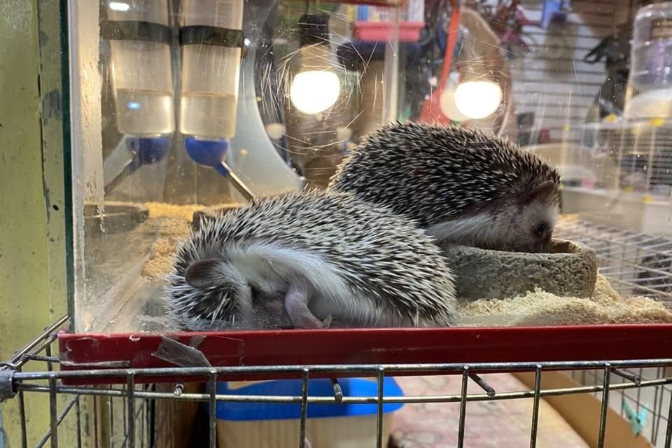 Los erizos se consideran especies exóticas. Tanto criarlos como venderlos requiere de permisos especiales.