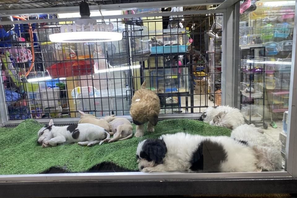 La Constitución de la CDMX define a los animales como seres sintientes. La realidad choca con este precepto.