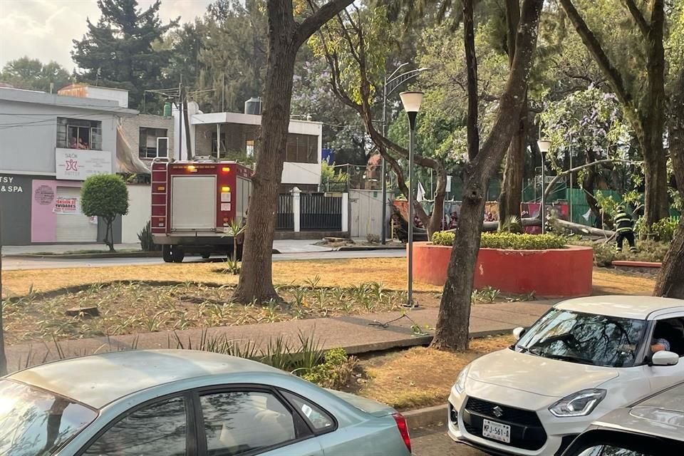 Los fuertes vientos de esta tarde pueden provocar la caída de árboles y lonas; un ejemplar colapsó en Miramontes.