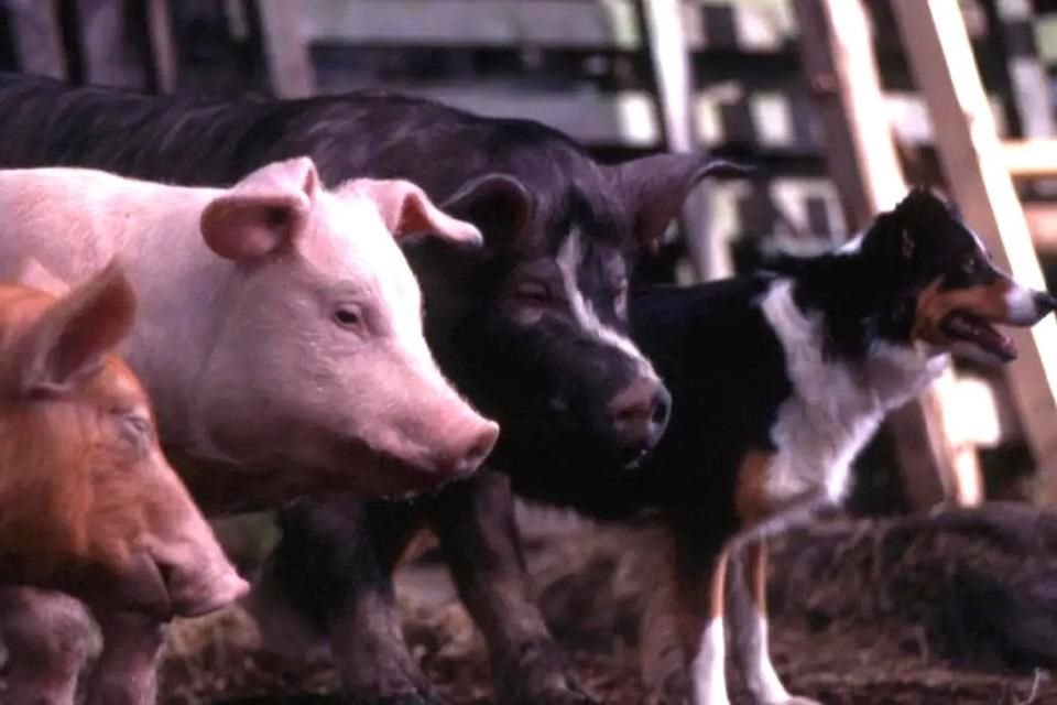 Esta será la tercera adaptación cinematográfica de 'Rebelión en la Granja', tras la película animada de 1954 y la película de acción real de 1999.