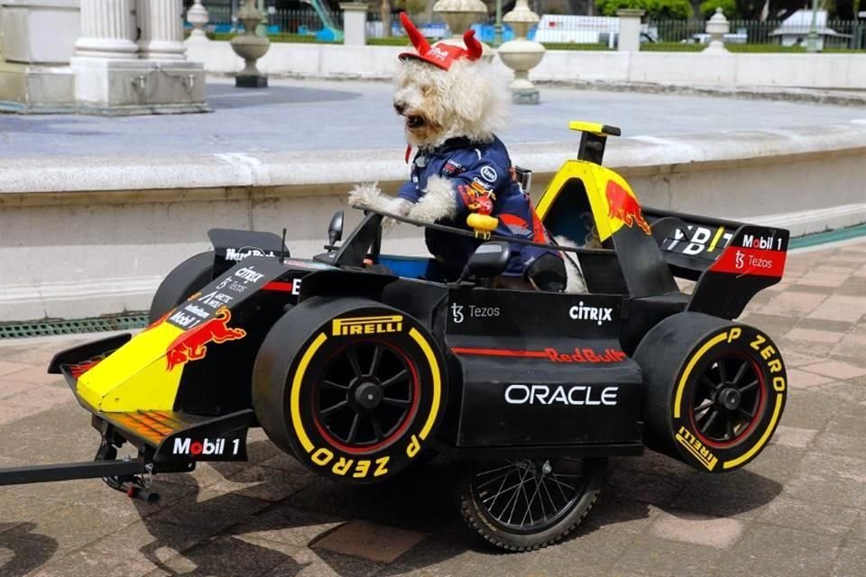 El perro disfrutaba de sus paseos en su bólido.