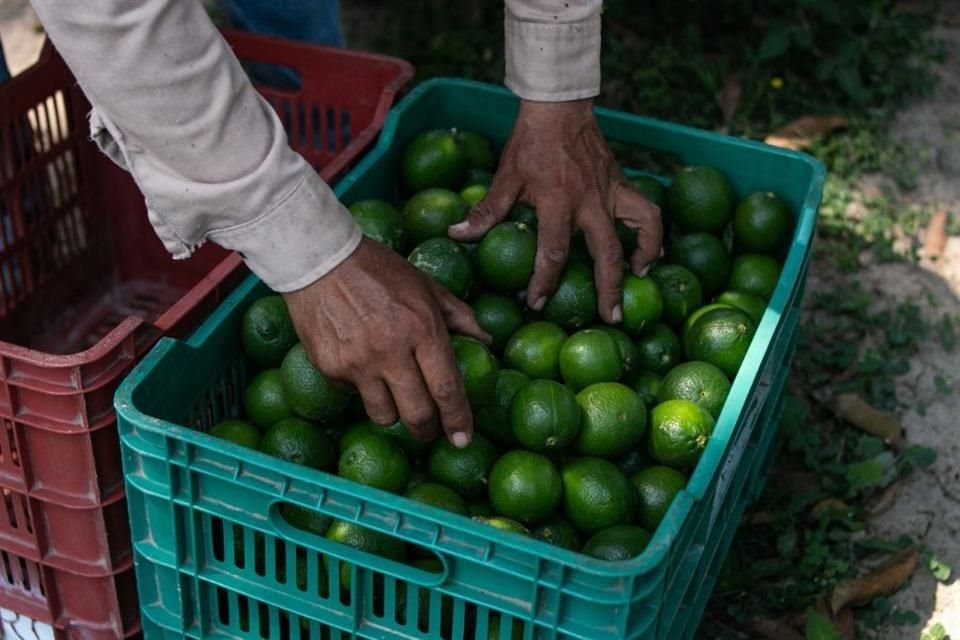 La producción de limón en Apatzingán cayó en primer bimestre del año un 25% por extorsiones a cortadores y productores, entre otras causas.