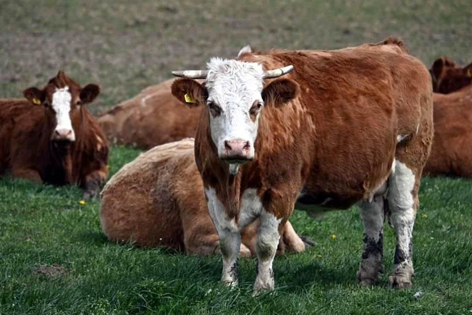 EU advirtió que restringirá importaciones de ganado de México si el Gobierno no intensifica lucha contra plaga dañina del gusano barrenador.