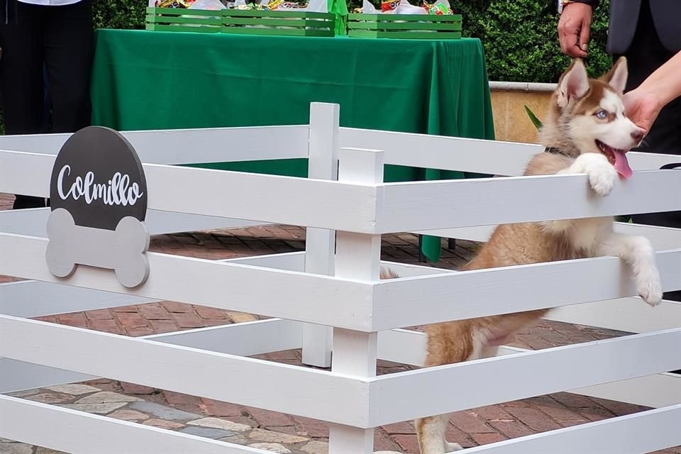 El ITAM presentó a Colmillo, un cachorro que a partir de hoy se integra a su comunidad universitaria.