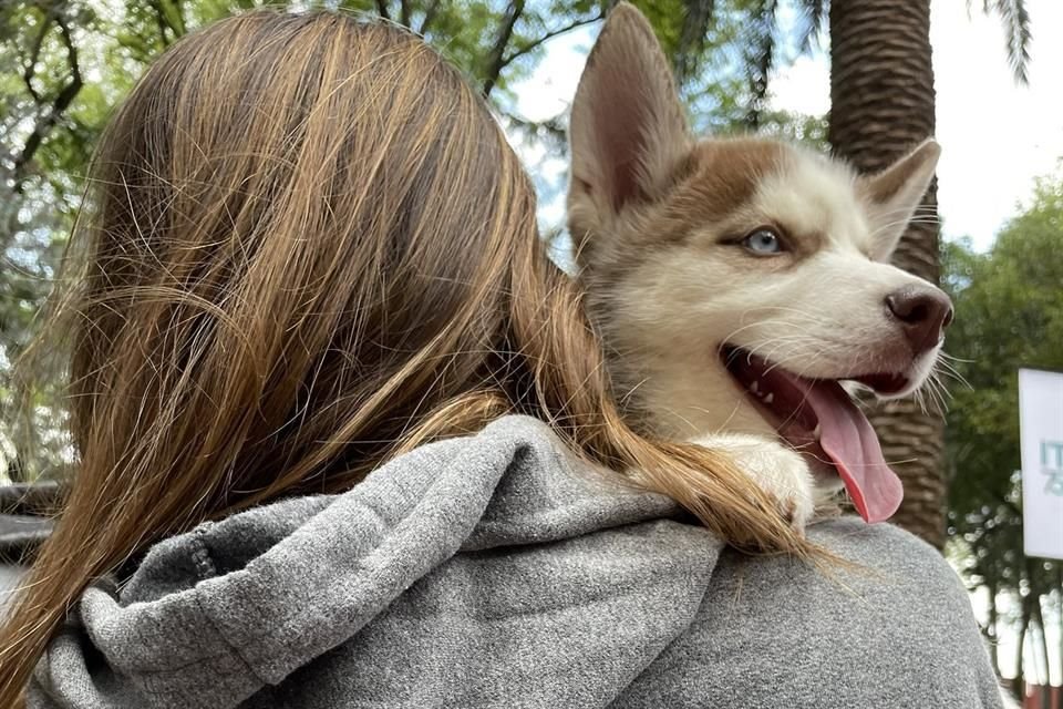 El ITAM presentó a Colmillo, un cachorro que a partir de hoy se integra a su comunidad universitaria.