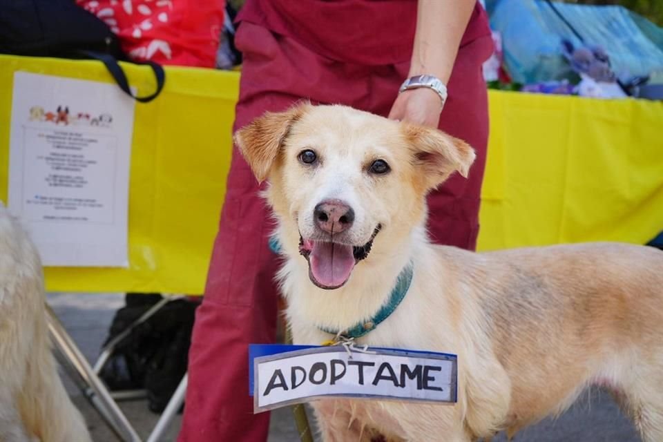 La Secretaría de Medio Ambiente anunció que la adopción de animales se triplico respecto al 'Adoptatón' previo.