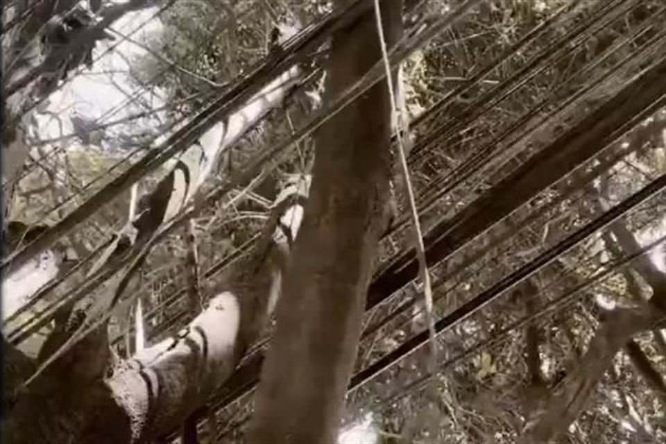 En un área comprendida entre las calles Sinaloa, Valladolid y Oaxaca se eliminaron 520 metros de cableado.