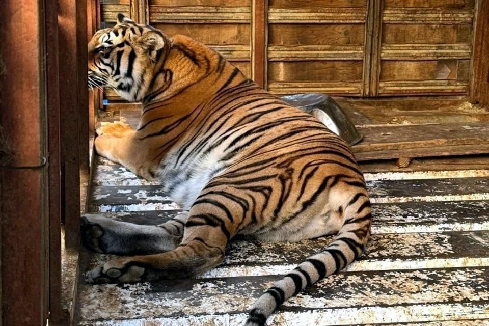 Un tigre siberiano, un mono araña, un chango mandril, entre otros animales, tras un cateo en un inmueble en la Colonia Buenavista en Tijuana, Baja California.