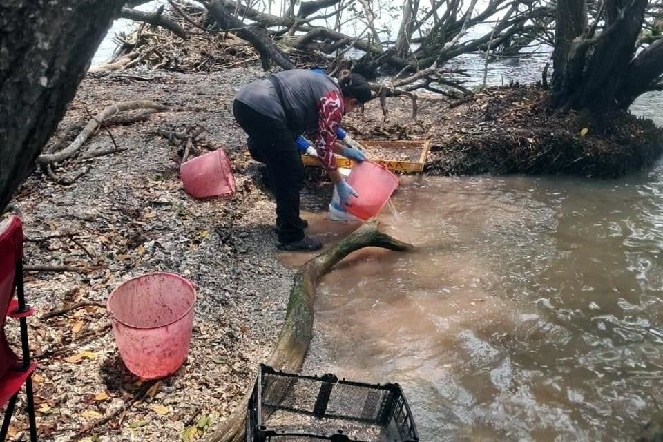 La actividad se llevó a cabo esta semana en el sur de Tampico y el norte de Pueblo Viejo, Veracruz, en una zona conocida como Las Islas.