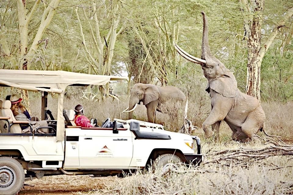 Obudź swoje zmysły w Finch Hattons Luxury Safari Camp, gdzie symfonia natury stanie się wyjątkowym przeżyciem.