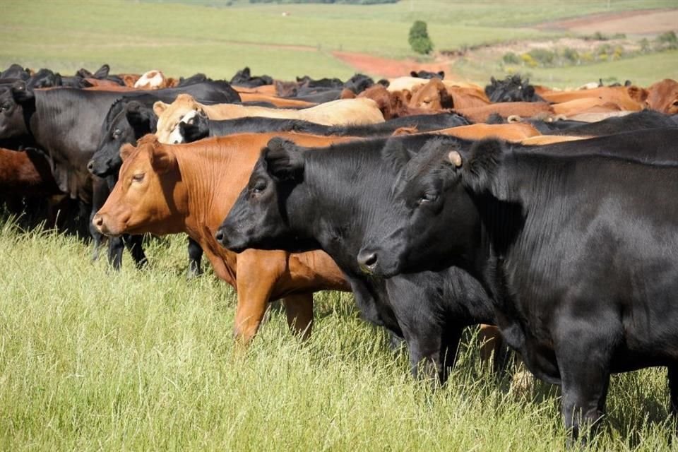 The U.S. Department of Agriculture closed the border with Mexico to livestock imports again starting yesterday due to screwworms.