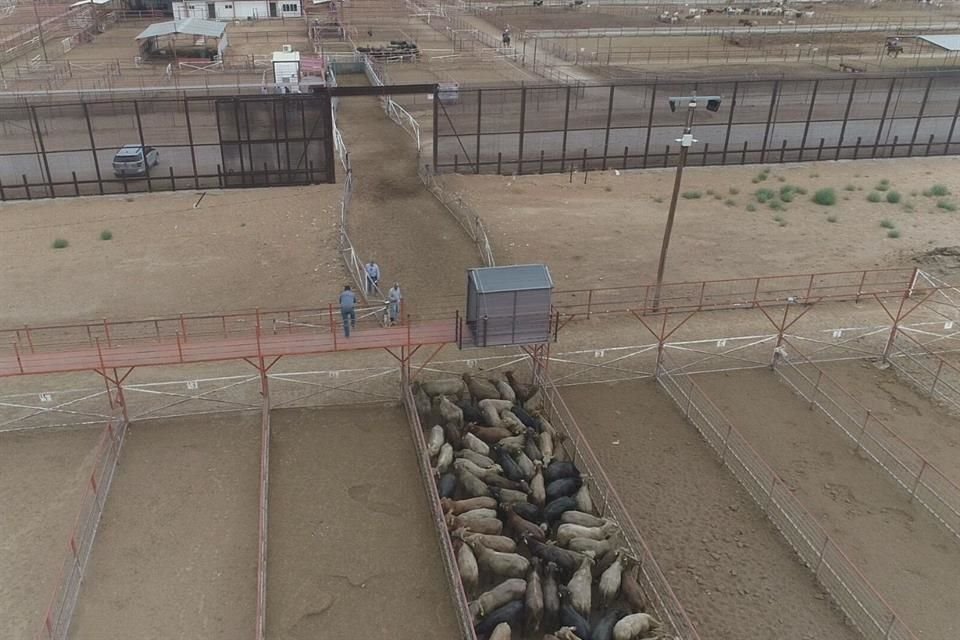 Diputados de Oposición advirtieron que cierre de frontera a ganado mexicano por gusano barrenador pondrá en vilo a sector ganadero del País.