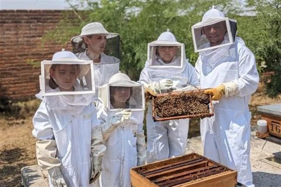 Cada 20 de mayo se celebra el Día Mundial de las Abejas