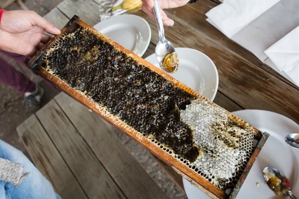 Yucatán, Oaxaca, Chiapas, Guerrero y Campeche son reconocidos productores de miel.