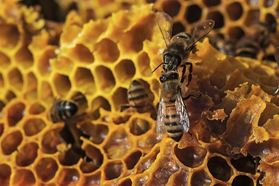 Abejas en colmenas del Sur de Jalisco.