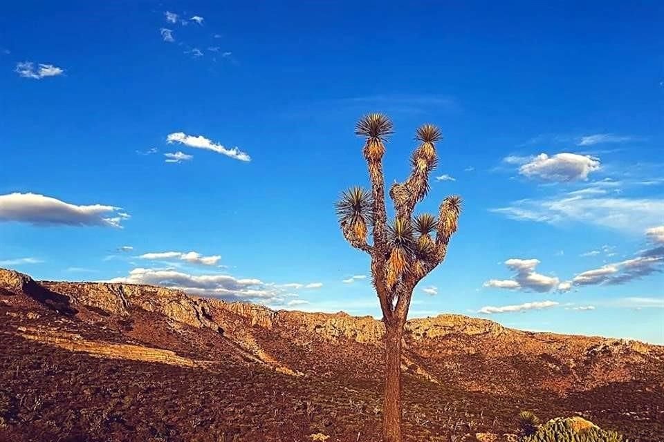Hasta el paisaje desértico de Ahualulco, en San Luis Potosí, tierra de Julián Carrillo, el compositor Arturo Fuentes le sigue la huella.