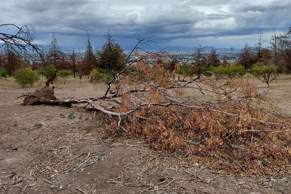 De raíz. Un árbol yace sobre el suelo, con sus ramas y hojas secas; alrededor, otros más lucen muertos, pero de pie.