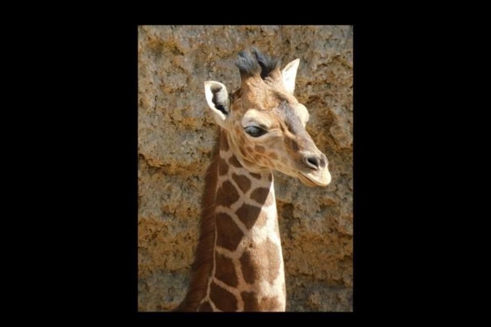 'Jabari' é um filhote de girafa nascido no final de 2024 no Centro de Conservação da Vida Selvagem de Chapultepec.