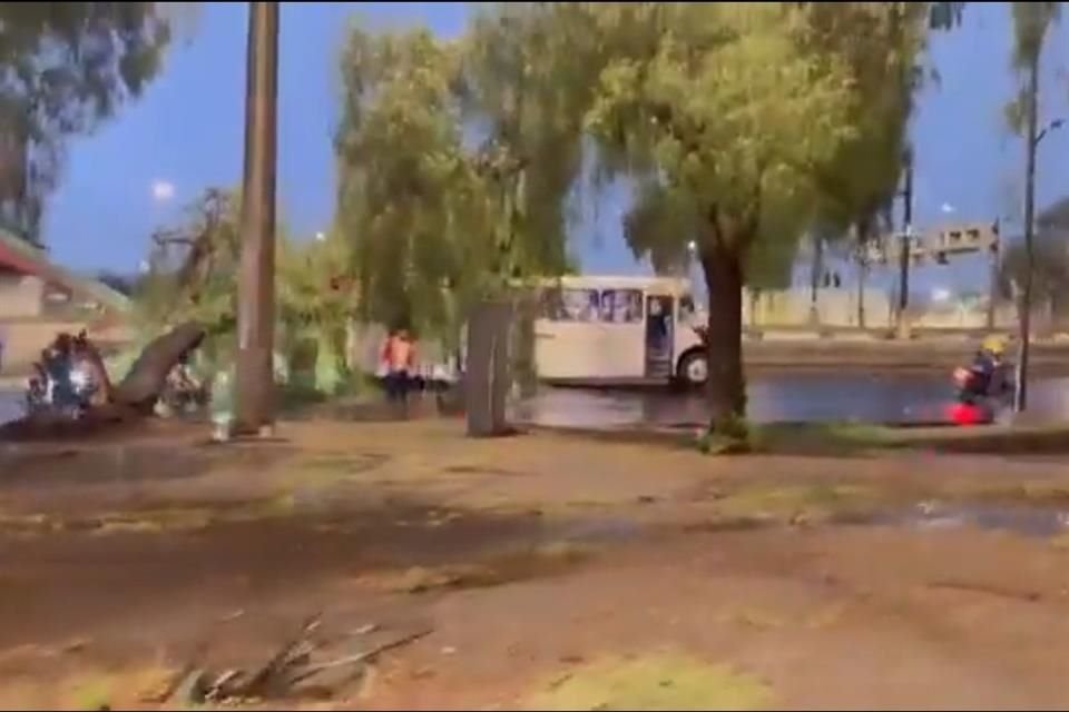 La unidad de transporte público quedó debajo de un árbol que se desplomó en carriles centrales de la vialidad.