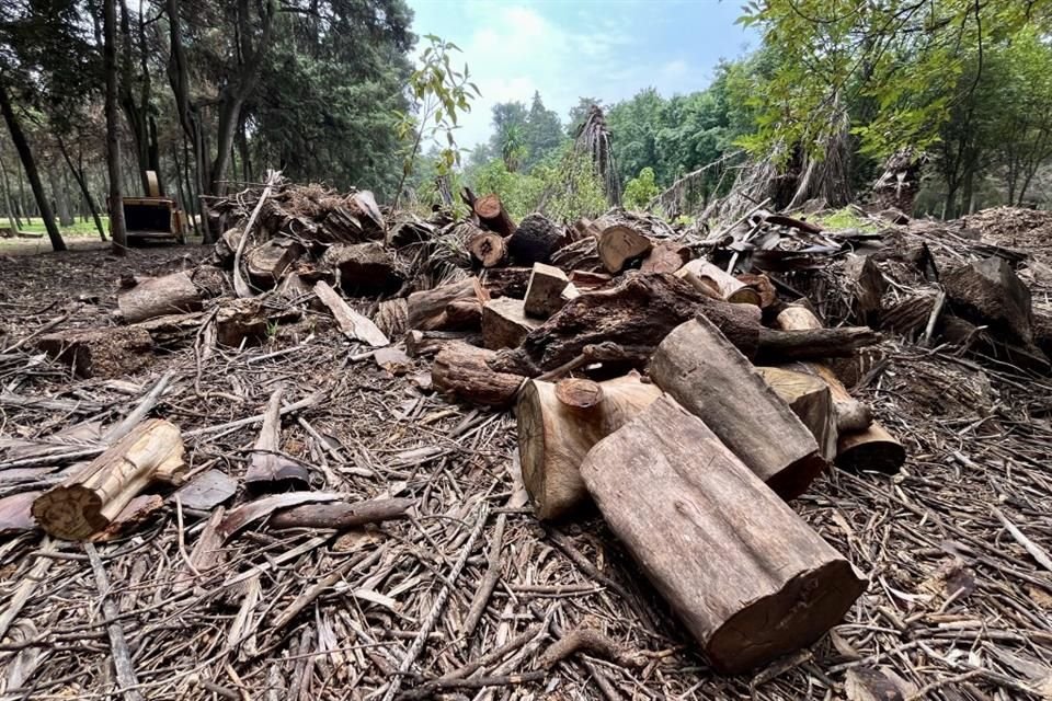 Las palmeras de Viveros no se salvaron de la plaga que las acaba  en toda la Ciudad. Sus restos, junto con otros árboles, fueron acumulándose desde 2020.