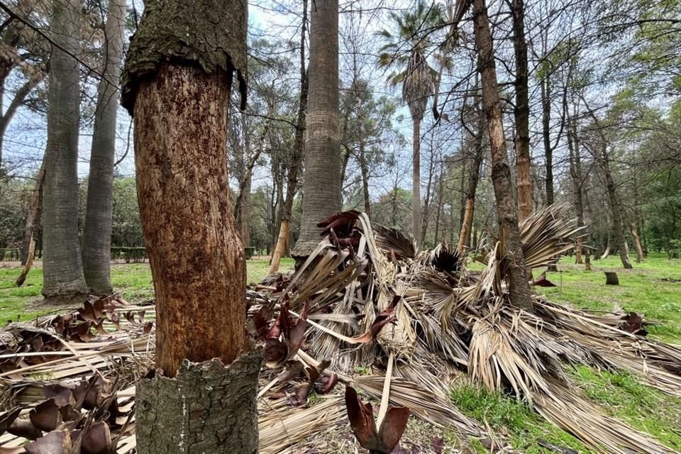 Las cribas reducen las piezas trituradas a material que se puede colocar en el suelo y que sirve para retener la humedad.