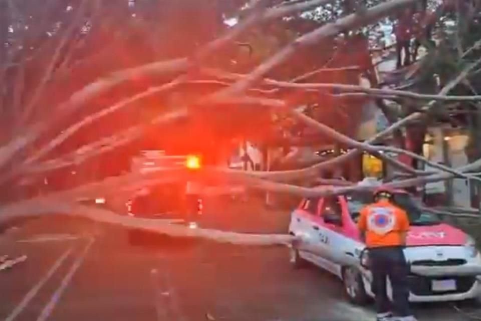 Un árbol cayó en Mier y Pesado y Obrero Mundial, en la Colonia Narvarte.