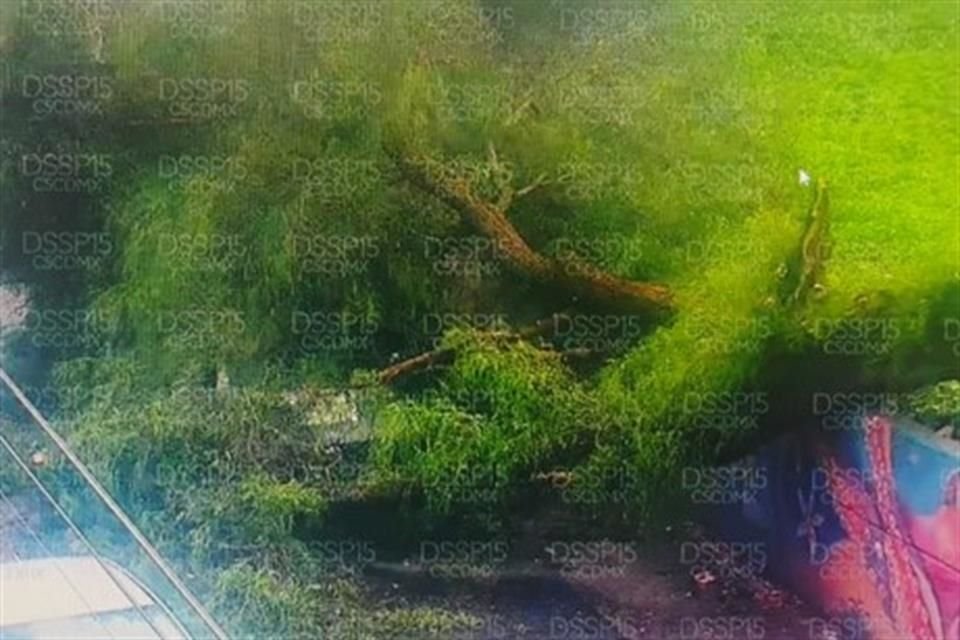 Se encuentra afectada la circulación en Río San Javier y Boulevard del Temoluco, Colonia Acueducto de Guadalupe, en Gustavo A. Madero, por árbol caído.