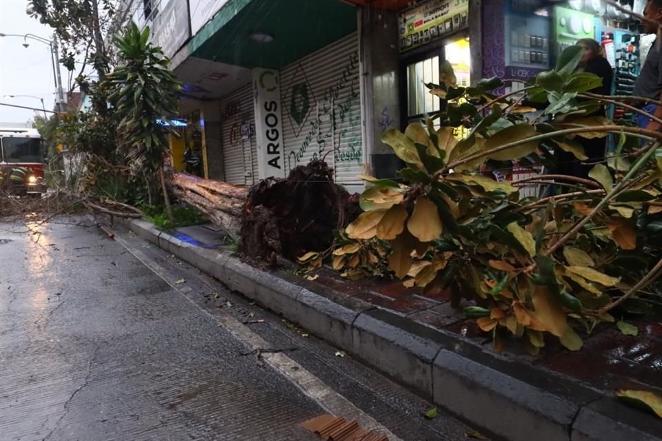 Las fuertes ráfagas de viento acompañadas de lluvia derribaron un árbol de aproximadamente 10 metros de altura en el Centro.
