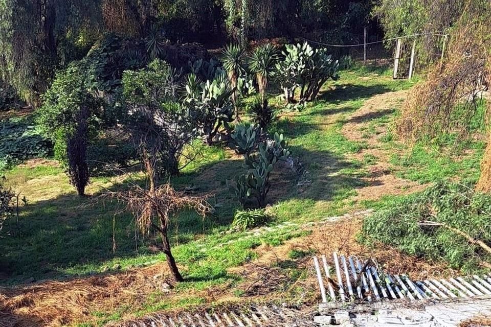 Vecinos y el Sindicato Independiente de la UAM denunciaron que decenas de árboles fueron talados e ingresó maquinaria pesada.