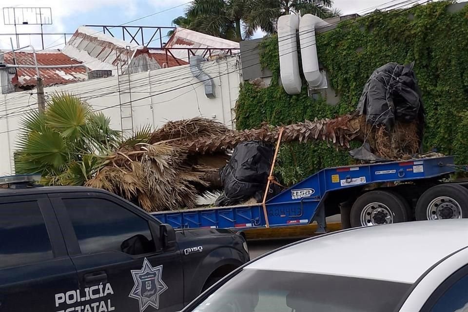 La demolición de la Ciudad de las Artes ha incluido también el daño de árboles y traslado de palmeras.