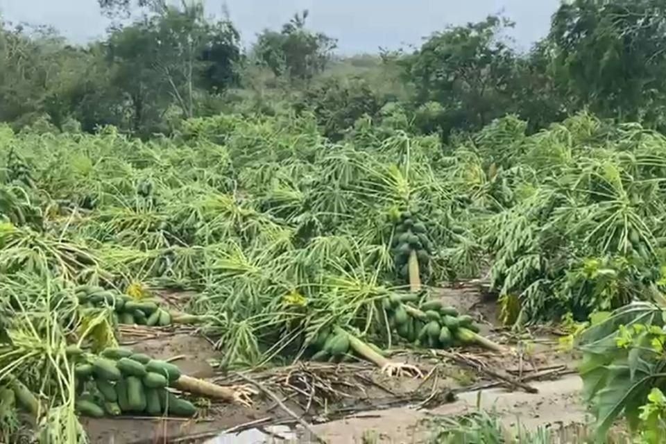 Agricultores de la zona no han podido recuperarse desde el año pasado con el paso del huracán 'John', el cual afectó sus cultivos de papaya.
