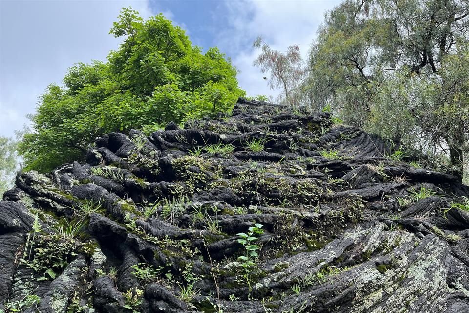 El acceso fortuito les permitió conocer las más de 40 especies que habitan la región del Pedregal.
