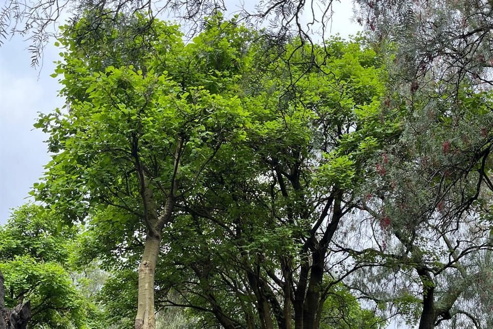 El ecosistema natural del Pedregal, reverdecido por la humedad de las lluvias de estos días, alberga helechos, begonias, orejas de burro y palos locos.