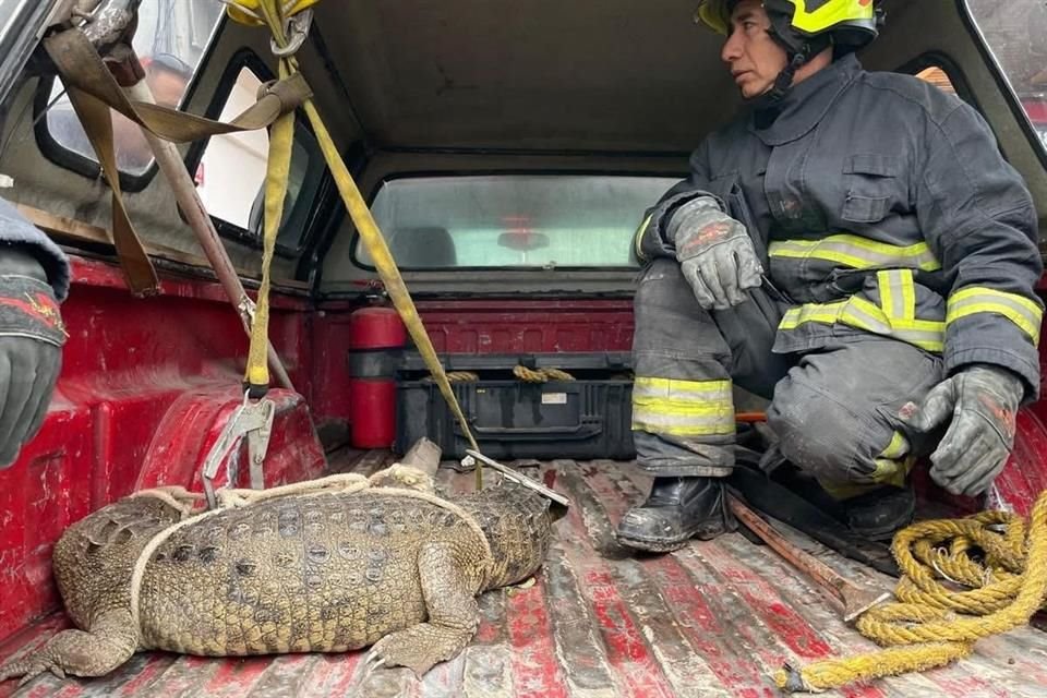 Vecinos hallaron un cocodrilo deambulando por calles de la Colonia Ampliación Santa Rosa.