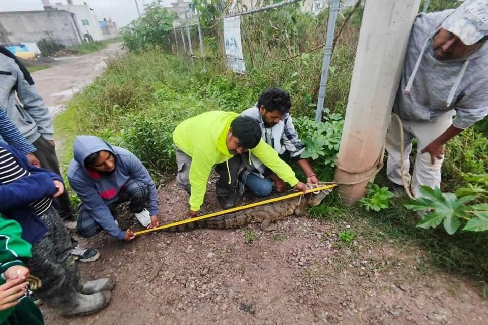 Habitantes de la zona amarraron al reptil y lo midieron; tiene 1.6 metros de largo.