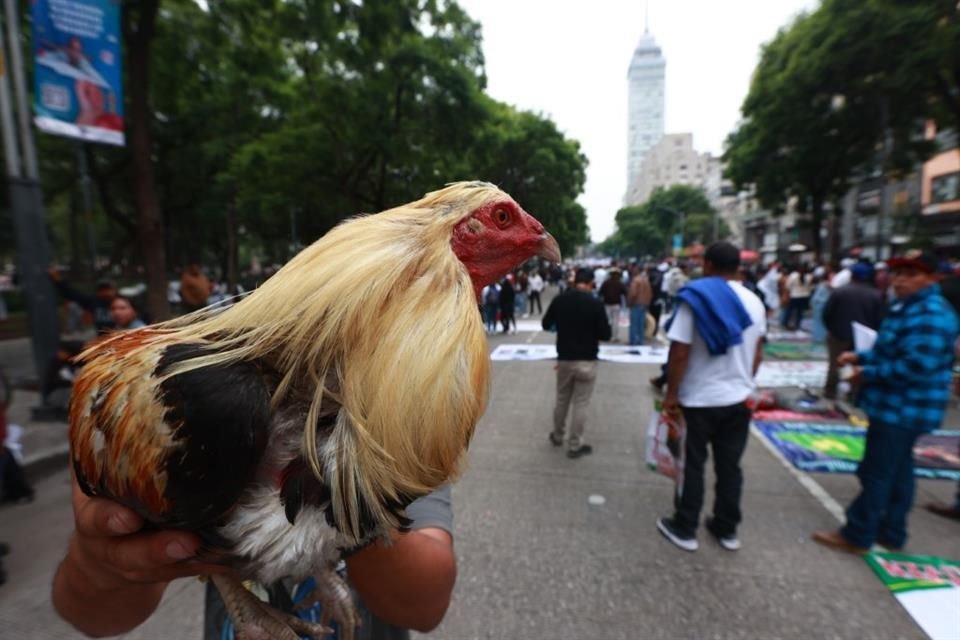 En defensa. Galleros se sumaron ayer al gremio taurino para protestar contra la prohibición de estas prácticas.