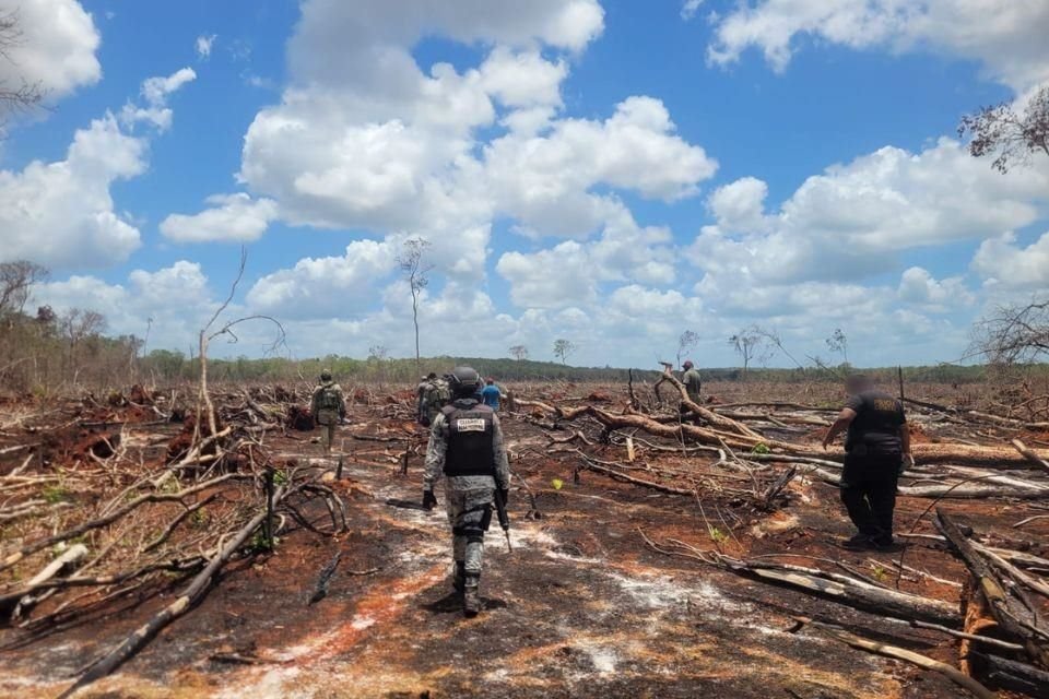 La dependencia indicó que fueron incendiados los árboles para facilitar su proceso de eliminación del terrerno.