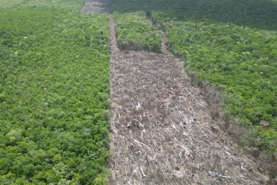 La Profepa indicó que estas zonas eran habitadas por miembros de la comunidad menonita, quienes eliminaron árboles y camiaron el tipo de uso de suelo de forma ilegal.