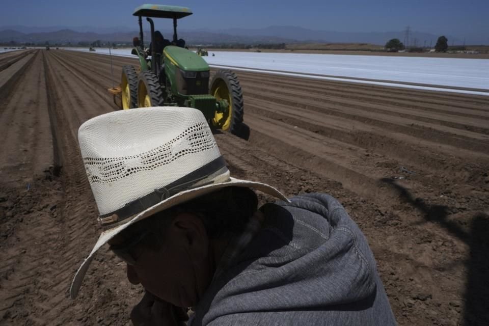 Trabajadores en un campo de fresas en Oxnard, California, el 18 de junio.