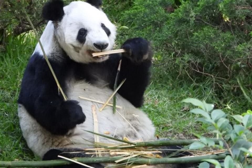 'Xin xin', una de las pandas más longevas proviene de un linaje de ejemplares que habitaron en  Chapultepec. Esta es su historia.
