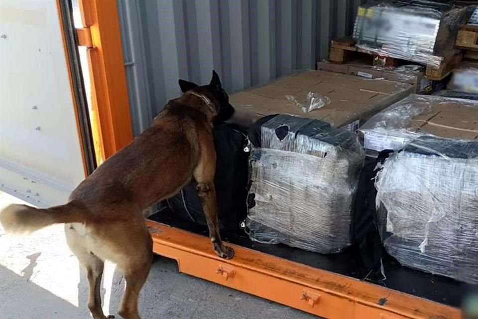 Un ejemplar canino ayudó en la inspección.